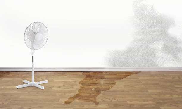 Best Basement water damage restoration  in Lake Holiday, IL