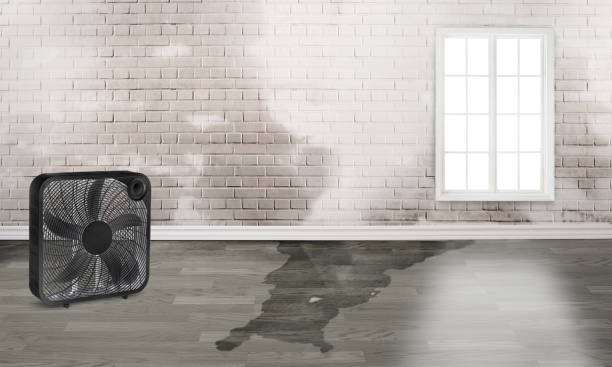 Best Water damage cleanup near me  in Lake Holiday, IL